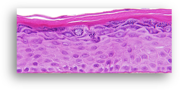 EpiDerm-Histology-Image