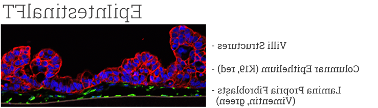confocal image of EpiIntestinalFT human tissue model